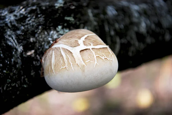 Гриб Дереве Поле — стоковое фото