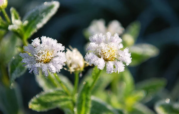 Soffice Brina Piante Verdi — Foto Stock