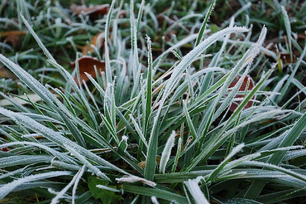 緑の草の上の白い霜が — ストック写真