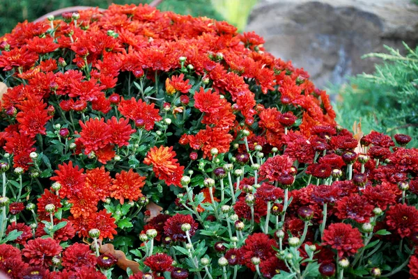 Rode Chrysanten Bloeien Een Herfstdag — Stockfoto