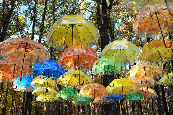 Jasné Deštníky Podzimním Lese — Stock fotografie