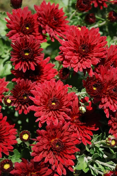 Červené Chryzantémy Kvetoucí Podzimním Dni — Stock fotografie