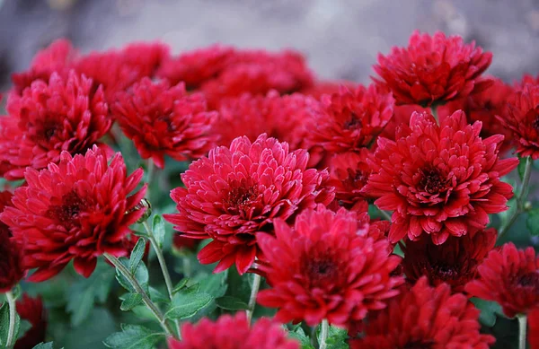 Crisantemos Rojos Floreciendo Día Otoño —  Fotos de Stock