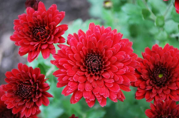 Red Chrysanthemums Flowering Autumn Day — Stock Photo, Image