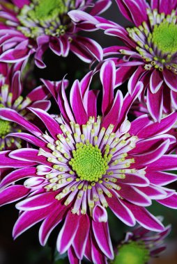 Parlak kasımpatılar sonbahar bahçesinin süsüdür.