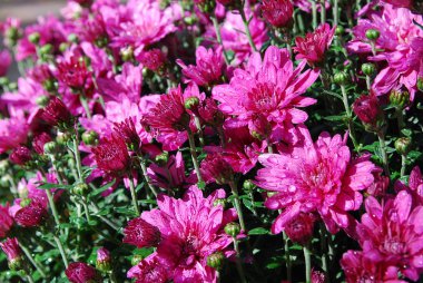 Parlak kasımpatılar sonbahar bahçesinin süsüdür.