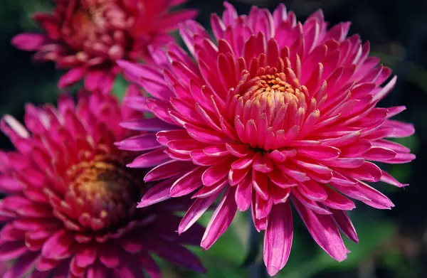 Bright Chrysanthemums Decoration Autumn Garden — Stock Photo, Image