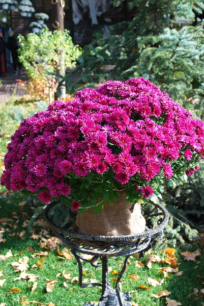 Roze Chrysant Struik Een Stand Het Najaarspark — Stockfoto