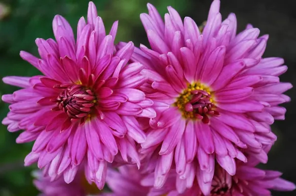 Two Large Pink Chrysanthemums Blooming Autumn — Stock Photo, Image