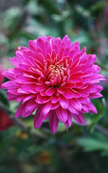 Bright Chrysanthemums Decoration Autumn Garden — Stock Photo, Image