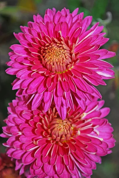 Two Large Pink Chrysanthemums Blooming Autumn — Stock Photo, Image