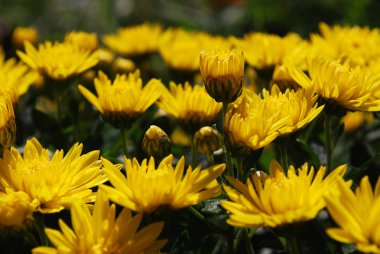Parlak sarı kasımpatılar sonbahar bahçesinin süslemesidir.