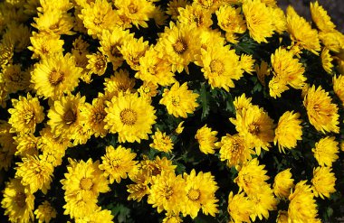 Parlak sarı kasımpatılar sonbahar bahçesinin süslemesidir.