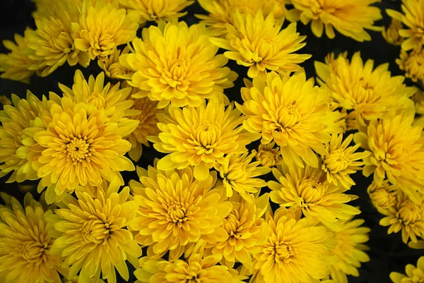 Bright Yellow Chrysanthemums Decoration Autumn Garden — Stock Photo, Image