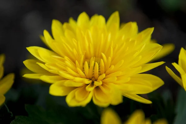 Los Crisantemos Color Amarillo Brillante Son Una Decoración Del Jardín —  Fotos de Stock