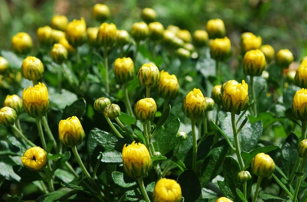 Ongeblazen Toppen Van Kleine Gele Chrysant — Stockfoto