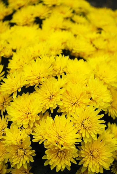 Bright Yellow Chrysanthemums Decoration Autumn Garden — Stock Photo, Image