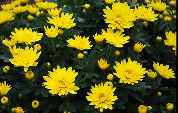 Los Crisantemos Color Amarillo Brillante Son Una Decoración Del Jardín — Foto de Stock