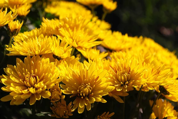 Leuchtend Gelbe Chrysanthemen Schmücken Den Herbstlichen Garten — Stockfoto