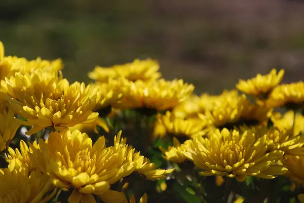 Яскраві Жовті Хризантеми Прикраса Осіннього Саду — стокове фото