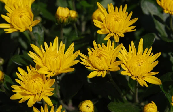 Leuchtend Gelbe Chrysanthemen Schmücken Den Herbstlichen Garten — Stockfoto