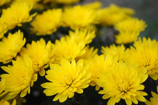 Leuchtend Gelbe Chrysanthemen Schmücken Den Herbstlichen Garten — Stockfoto