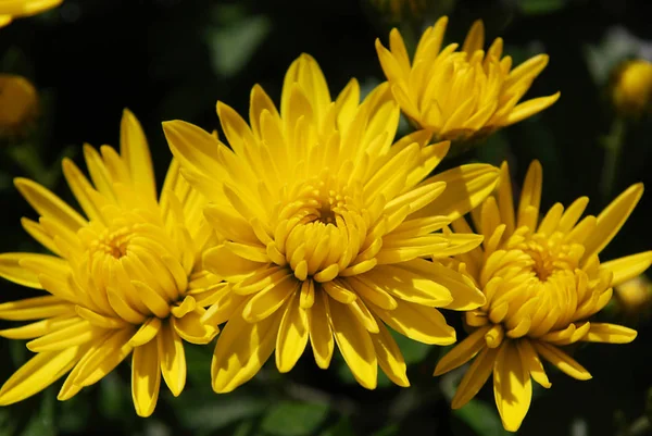 Heldergele Chrysanten Zijn Een Decoratie Van Herfsttuin — Stockfoto