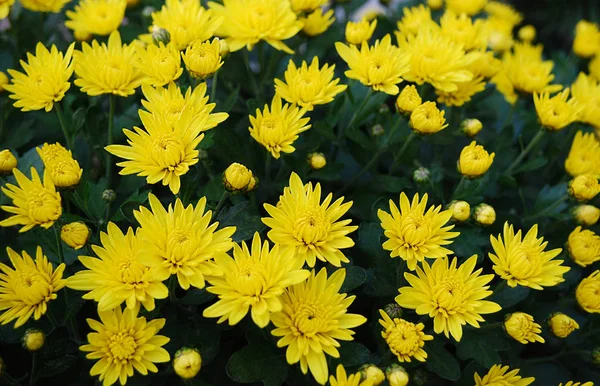 Ярко Желтые Хризантемы Украшение Осеннего Сада — стоковое фото