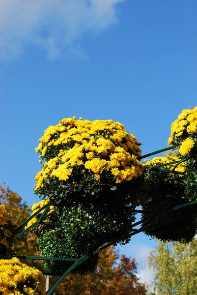 Blomsterarrangemang Gula Krysantemum Höstparken — Stockfoto