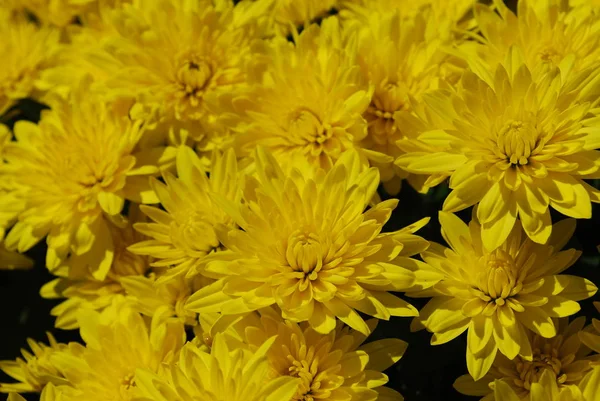 Crisântemos Amarelos Brilhantes São Uma Decoração Jardim Outono — Fotografia de Stock