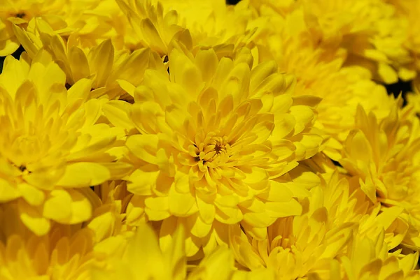 Chrysanthemums Kuning Cerah Adalah Dekorasi Kebun Musim Gugur — Stok Foto