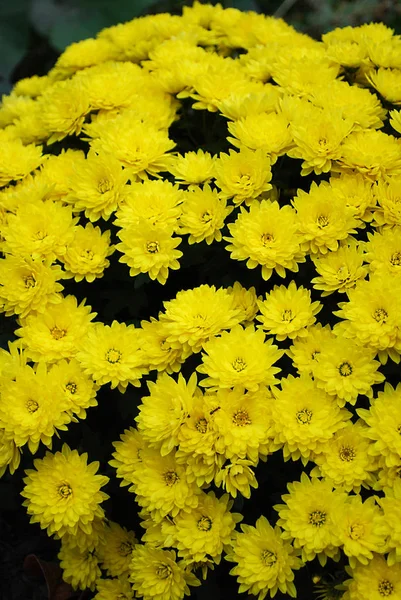 Los Crisantemos Color Amarillo Brillante Son Una Decoración Del Jardín — Foto de Stock