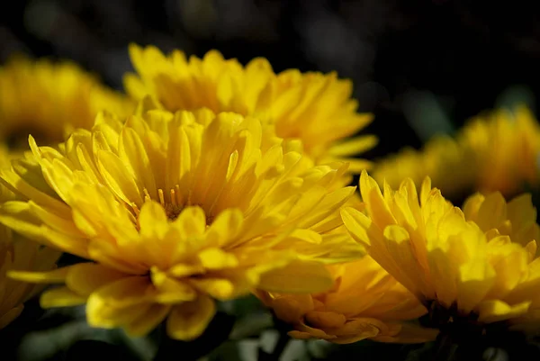 Ярко Желтые Хризантемы Украшение Осеннего Сада — стоковое фото