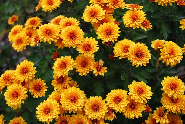 Double Orange Chrysanthemums Flowering Autumn Day — Stock Photo, Image