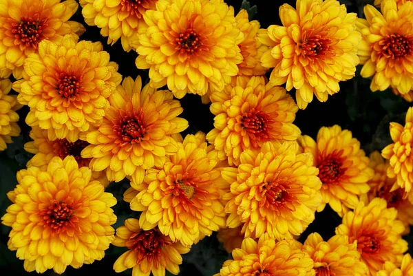 Double Orange Chrysanthemums Flowering Autumn Day — Stock Photo, Image