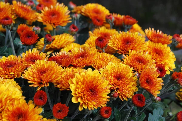 Double Orange Chrysanthemums Flowering Autumn Day — Stock Photo, Image