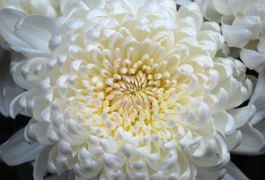 Beyaz kasımpatılar bir sonbahar gününde çiçek açıyor.