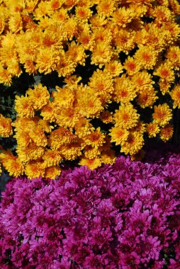 Dekoratif kasımpatıların parlak çalıları sonbahar parkında çiçek tarlalarını süslüyor.