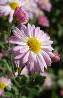 Beyaz pembe kasımpatılar bir sonbahar gününde çiçek açıyor.