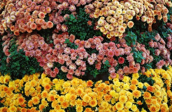 Dekoratív Krizantém Fényes Bokrok Díszítik Virágokat Egy Őszi Parkban — Stock Fotó