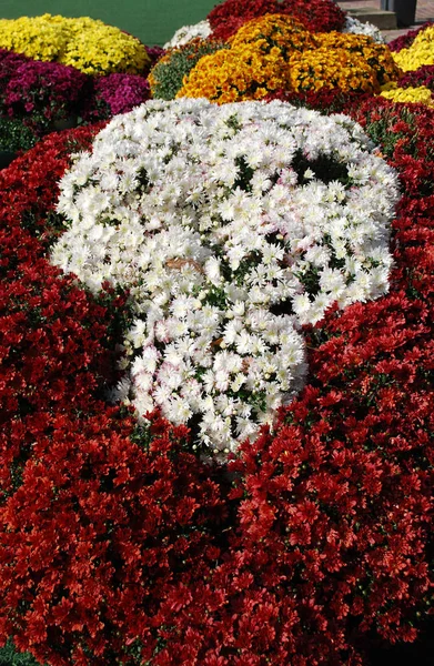 Яркие Кусты Декоративных Хризантем Украшают Клумбы Осеннем Парке — стоковое фото