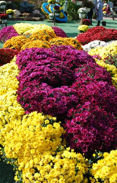 Heldere Struiken Van Decoratieve Chrysanten Versieren Bloemperken Een Herfstpark — Stockfoto