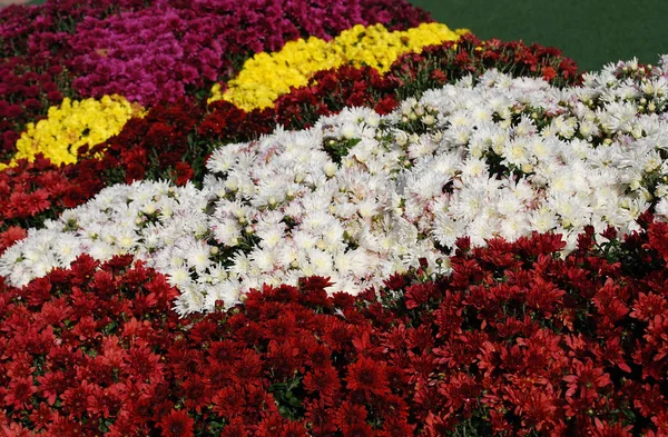 Heldere Struiken Van Decoratieve Chrysanten Versieren Bloemperken Een Herfstpark — Stockfoto