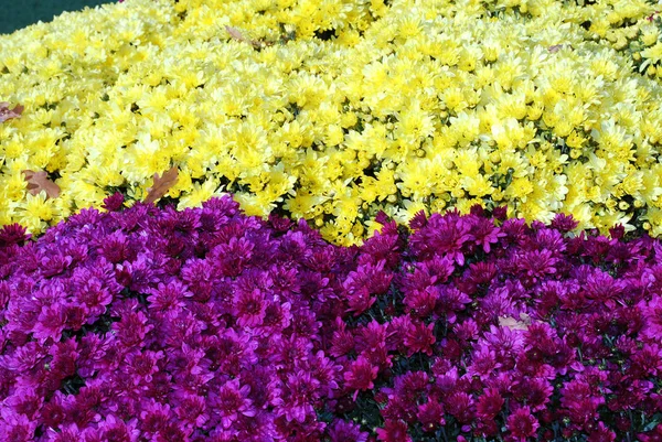秋天的公园里 装饰着花坛的装饰菊花丛生的明亮的灌木丛 — 图库照片