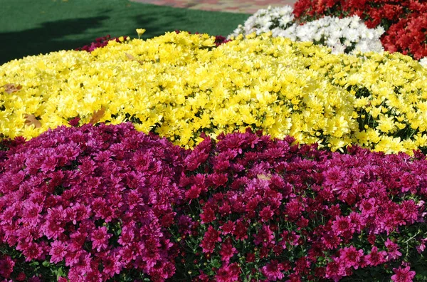 Heldere Struiken Van Decoratieve Chrysanten Versieren Bloemperken Een Herfstpark — Stockfoto