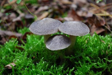 Yeşil yosunlarda yetişen üç gri mantar.