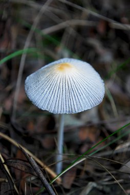 Sonbahar ormanlarında mantar yetişiyor.