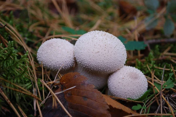 Pilze Regenmäntel Wachsen Herbstlichen Wald — Stockfoto