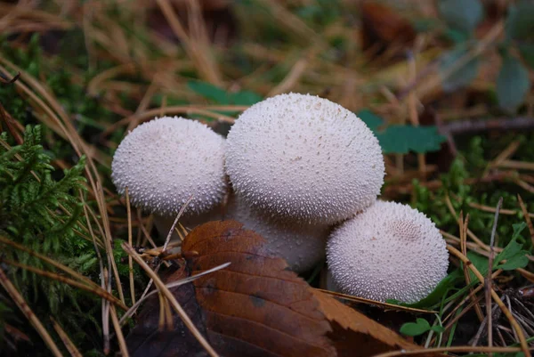 Champignons Imperméables Poussant Dans Forêt Automne — Photo