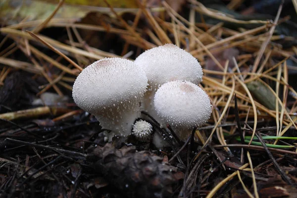 Casacos Chuva Cogumelos Que Crescem Floresta Outono — Fotografia de Stock